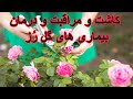 Rose آموزش نگهداری و کاشت و درمان بیماریهای گل رز Rose آموزش نگهداری و کاشت و درمان بیماریهای گل رز