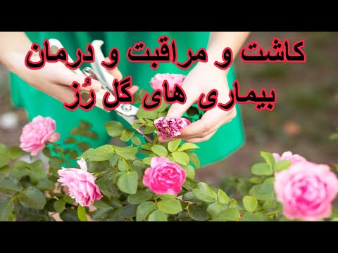 تصویری: مشکلات گل رز: بیماری های رایج برای بوته های رز