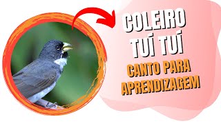 Coleiro Tuí Tuí Canto Para Aprendizagem