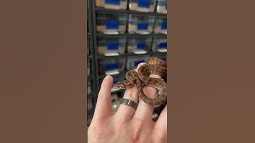 Baby Carpet Python Mistakenly Nibbles Owner