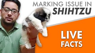 Marking issue in Shihtzu Breed! Facts & myths about Shihtzu colors | LIVE SHIHTZU FACTS