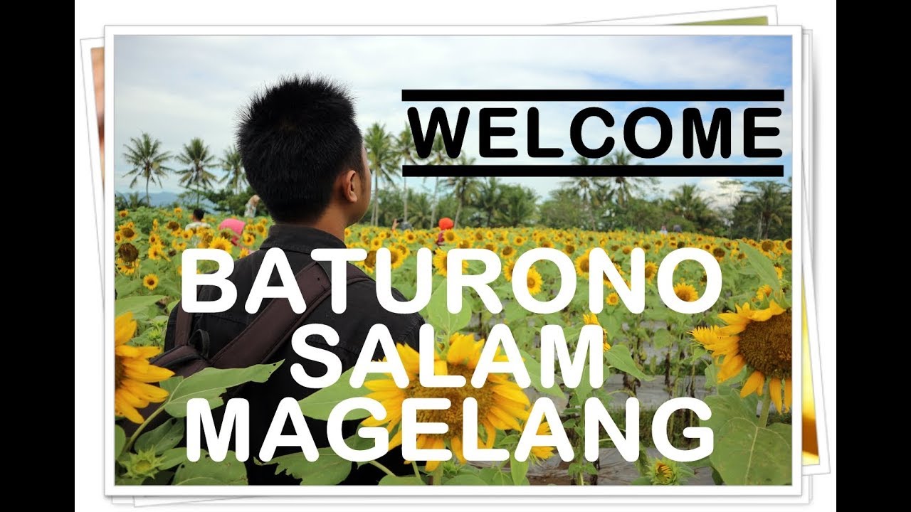 Kebun Bunga Matahari Baturono Salam Magelang 2018