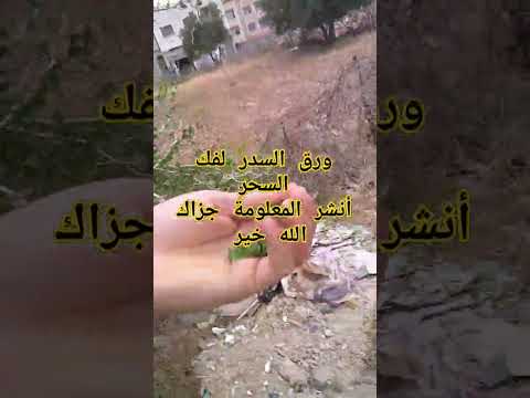 فوائد ورق السدر مع الماء لفك كل أنواع السحر معلومة حديث قرآن السدر ورق عنب سدر سحر فكرة كازا