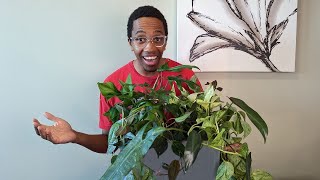 I made a box to multiply my plants faster by Kill This Plant 15,090 views 1 year ago 4 minutes, 18 seconds