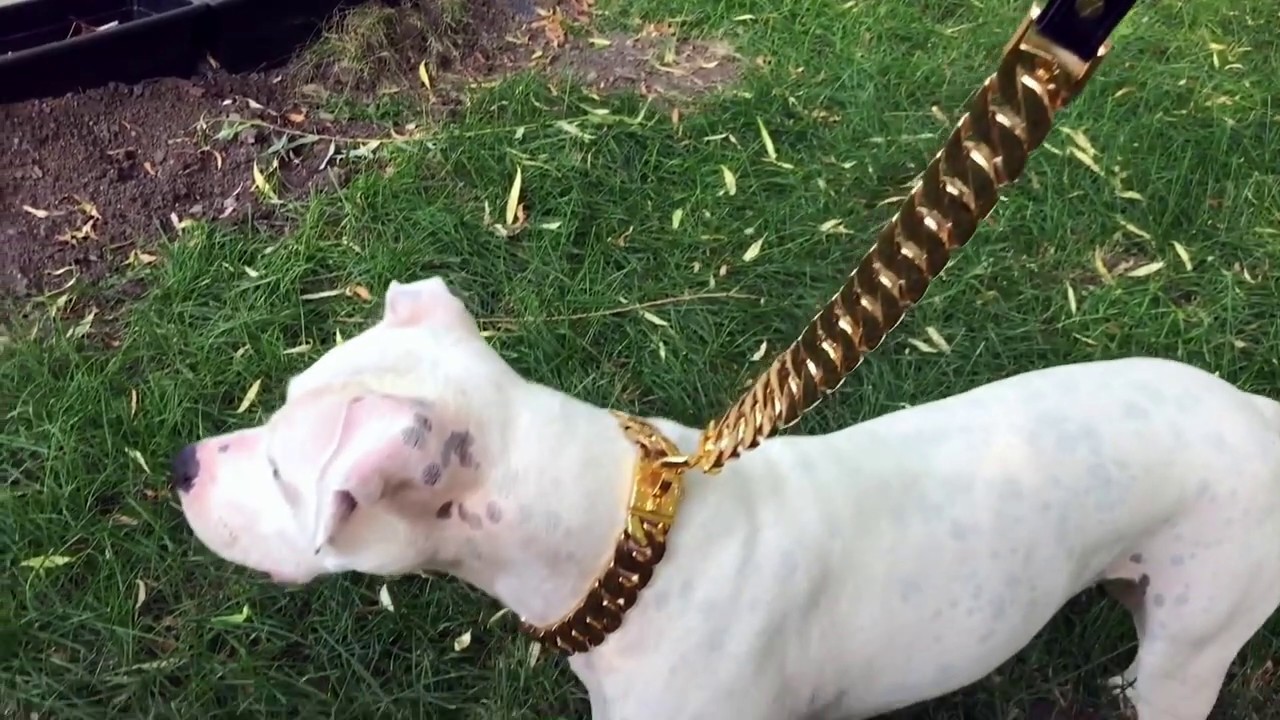 kilo dog collar