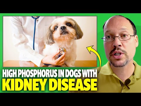 High Phosphorus In Dogs With Kidney Disease. Phosphorus Binder For Pets With CKD. How To Lower It?