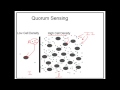 Quorum sensing in Gram negative and Gram positive bacteria