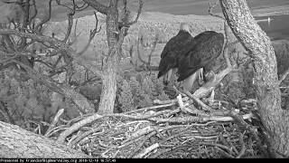 12-18-18 big bear lake eagles; mrs. bb and shadow, night chatter.