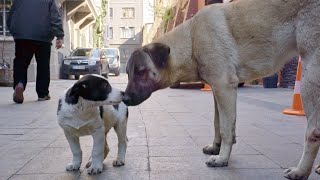 殺処分ゼロの国トルコ・イスタンブールの街で暮らす野良犬たち／映画『ストレイ 犬が見た世界』本編冒頭映像