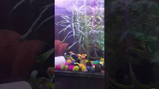 My new live plant ☘️ aquarium. aquaticplants shorts