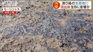 流出油が渡り鳥にも影響か　モーリシャス調査で指摘(2020年9月19日)