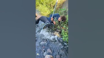 Cá Lớn - nằm ngủ cũng có cá Chép Khủng mắc bẫy 😱 #khacthuyvlogg