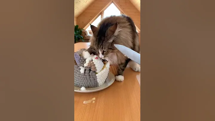 Video 11825131: norwegian forest cat, wild forest cat, cut cat