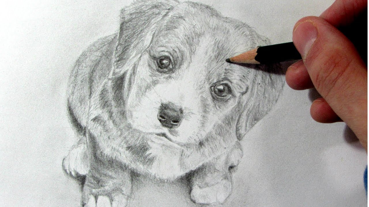 Cómo Dibujar un Perro Realista - How to Draw a Dog - YouTube
