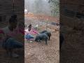 Kids on the farm is such a rewarding sight. #farmlife #pigfarming #countrylife #kidsandanimals