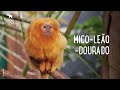 Mico-leão-dourado | Jardim Zoológico