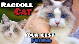 Ragdoll Cat: Your Perfect Furry Best Friends by SCHNAUZERS FRIENDS CLUB 593 views 7 months ago 2 minutes, 52 seconds