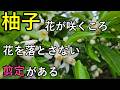 柚子の木 花が咲くころ花を落とさない花見剪定というものがある