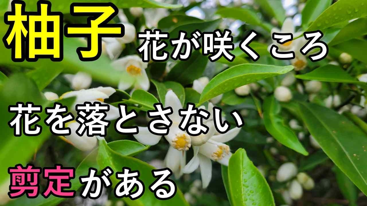 柚子の木 花が咲くころ花を落とさない花見剪定というものがある - YouTube