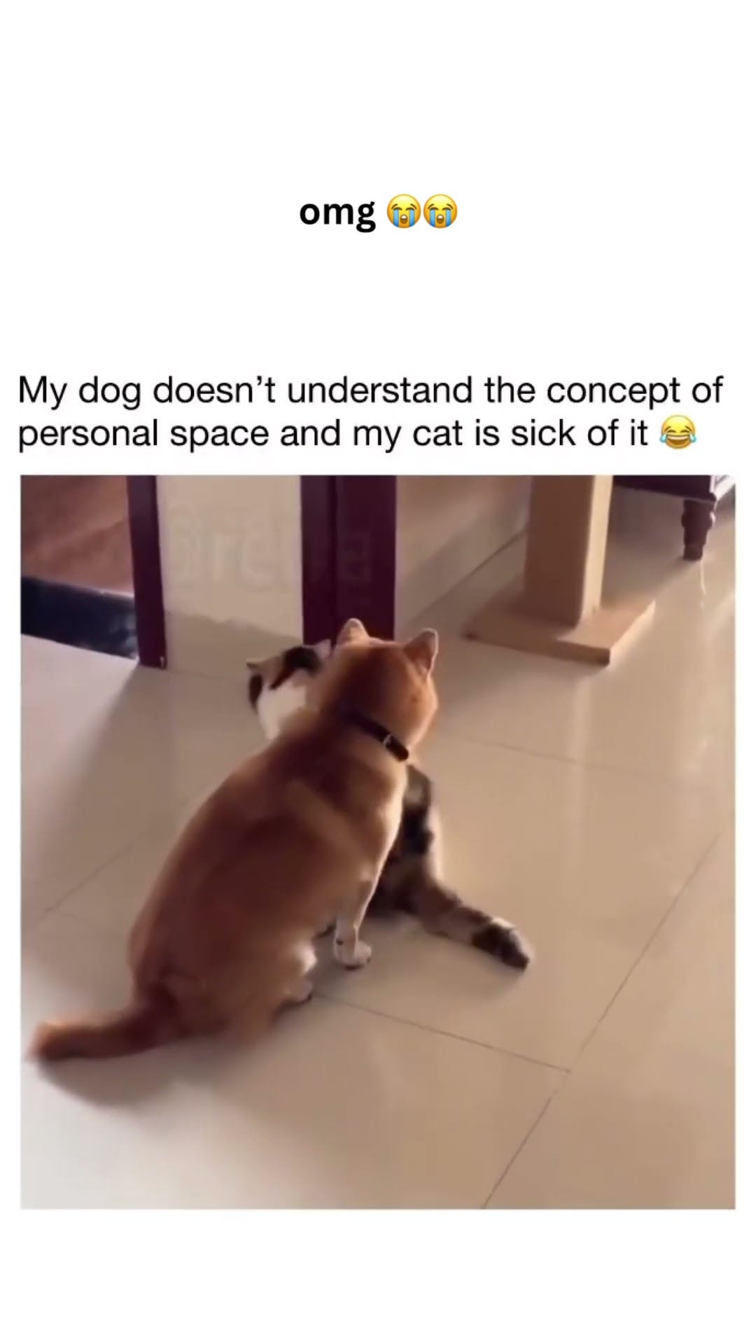 Doggyo like I don’t understand and I don’t think i want to anyways yeah twin
