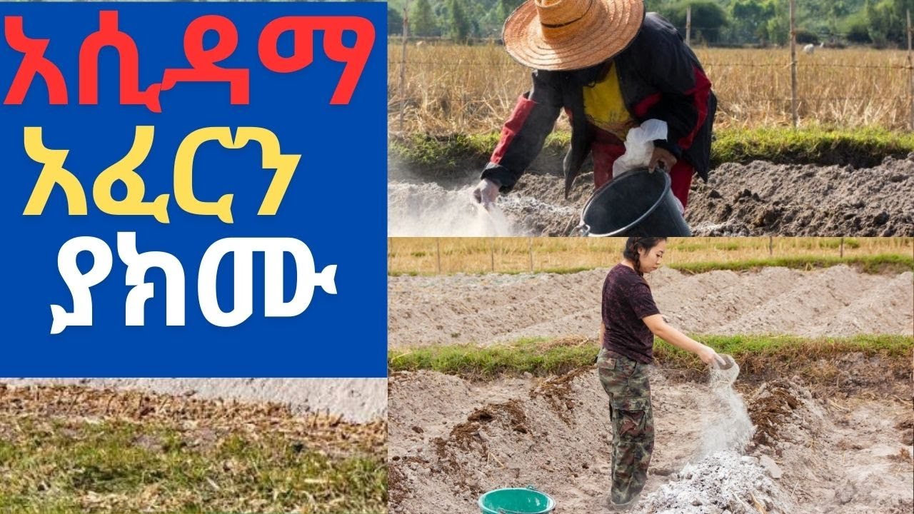 የአፈር አሲድ የእህል ምርት እየቀነሰባቹ ነውከሆነ ይህ ቪዲዮ እንዴት አድርጋቹ በኖራ ማከም እንደምትችሉ አስረዳችሓለሁ፡፡ Soil acidity.