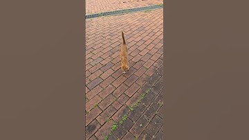 둘째야 아저씨가 뱀 잡았다 #고양이 #길고양이 #뱀 #cat #shorts