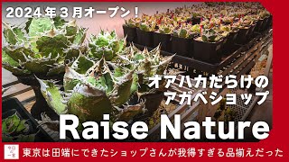東京に新しくできたアガベ屋さん「Raise Nature」のラインナップが好みすぎたので紹介したい【アガベ・塊根・多肉】