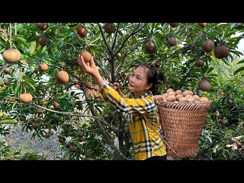 Βίντεο: Σαποδίλια Φρούτα: Λόγοι για τους οποίους οι μωρές Σαποδίλες πέφτουν από το δέντρο