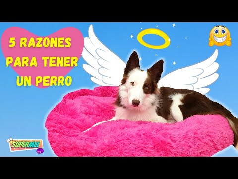 Video: 5 razones por las que tener un perro es el mejor regalo