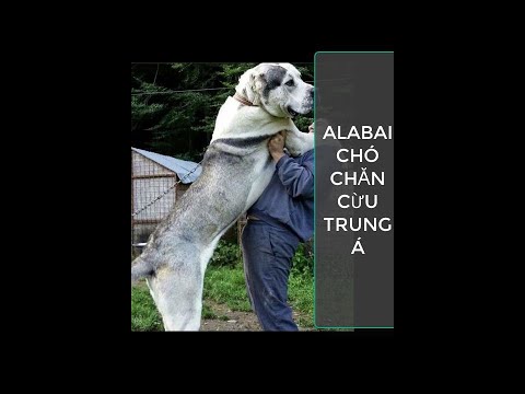 Video: Chó Chăn Cừu Trung Á Tại Nhà