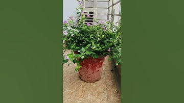 Trồng hoa ngũ sắc tím ở ban công