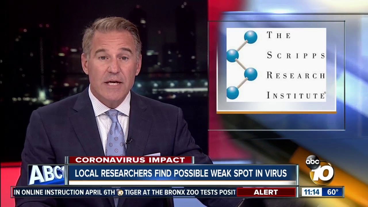 Scripps Research finds possible weak spot in virus
