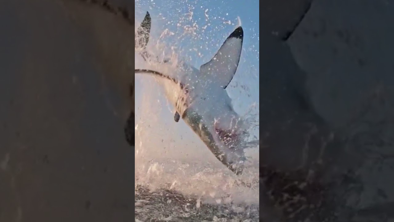 Unbelievable Predator: Watch a Great White Shark Soar Out of the Water While Hunting