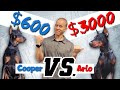 How My 3000 Doberman Is Different From My 600 Doberman How My 3000 Doberman Is Different From My 600 Doberman