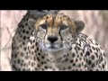 Amazing Cheetah Chase Compilation