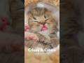 ❤️ Kitten Crispy Bites Tongue While Sleeping - #luckypaws #funny #cat