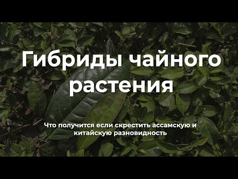 Гибриды чайного растения.