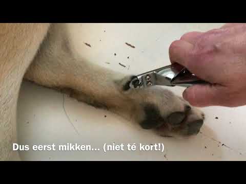 Video: Versteuring Van Die Hond Naels - Poot- En Spykerprobleme By Honde