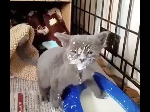 おもしろ猫動画 爆笑のハプニングや失敗に腹筋崩壊w 1 Youtube