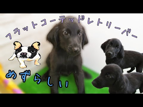 フラットコーテッドレトリーバー・子犬【鶴見元宮店】