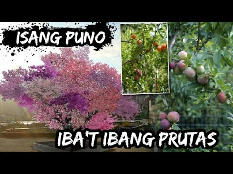 Video: Mga Puno Ng Prutas Sa Bansa