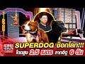 ซันฝึกสุนัข SUPERDOG ช็อกโลก!!! โดดสูง 2.5 เมตร ลากอิฐ 6 ตัน | SUPER100