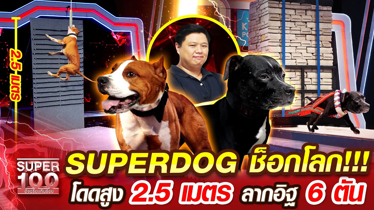ซันฝึกสุนัข SUPERDOG ช็อกโลก!!! โดดสูง 2.5 เมตร ลากอิฐ 6 ตัน | SUPER100