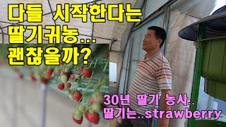 Strawberry farming that everyone is starting to say..Is this really okay?