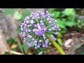 ABC TV | How To Make Stamens For Flowers | Mini Allium Flowers - Craft Tutorial