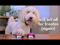My Dog Answers Fan Questions Using Talking Buttons