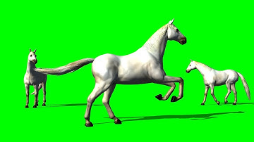 Horses on the pasture - animation - green screen effect