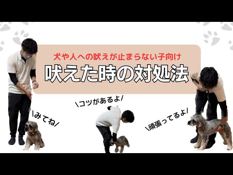 犬の無駄吠えを止める7つの簡単な方法【プロが解説】