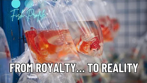 Goldfish – The Truth About Their Care (and Why We Get It So Wrong)