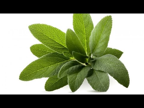 Video: Bërja e çajit nga bimët vetë-shëruese - A është çaji vetë-shërues i mirë për ju